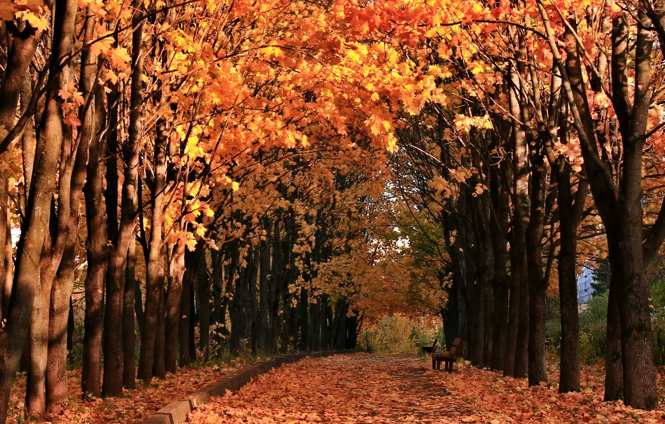 Photo wallpaper autumn, the city, Park