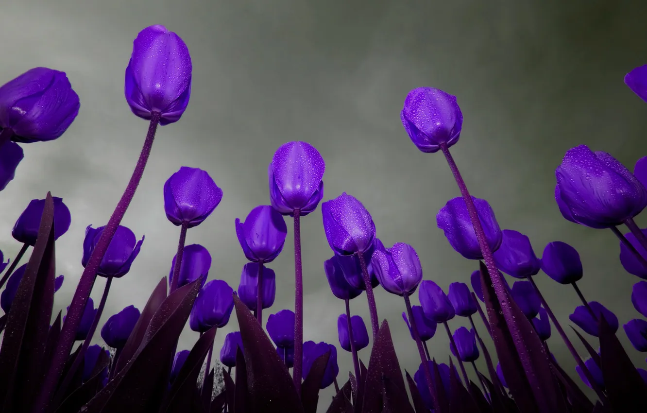 Photo wallpaper the sky, leaves, the evening, petals, tulips