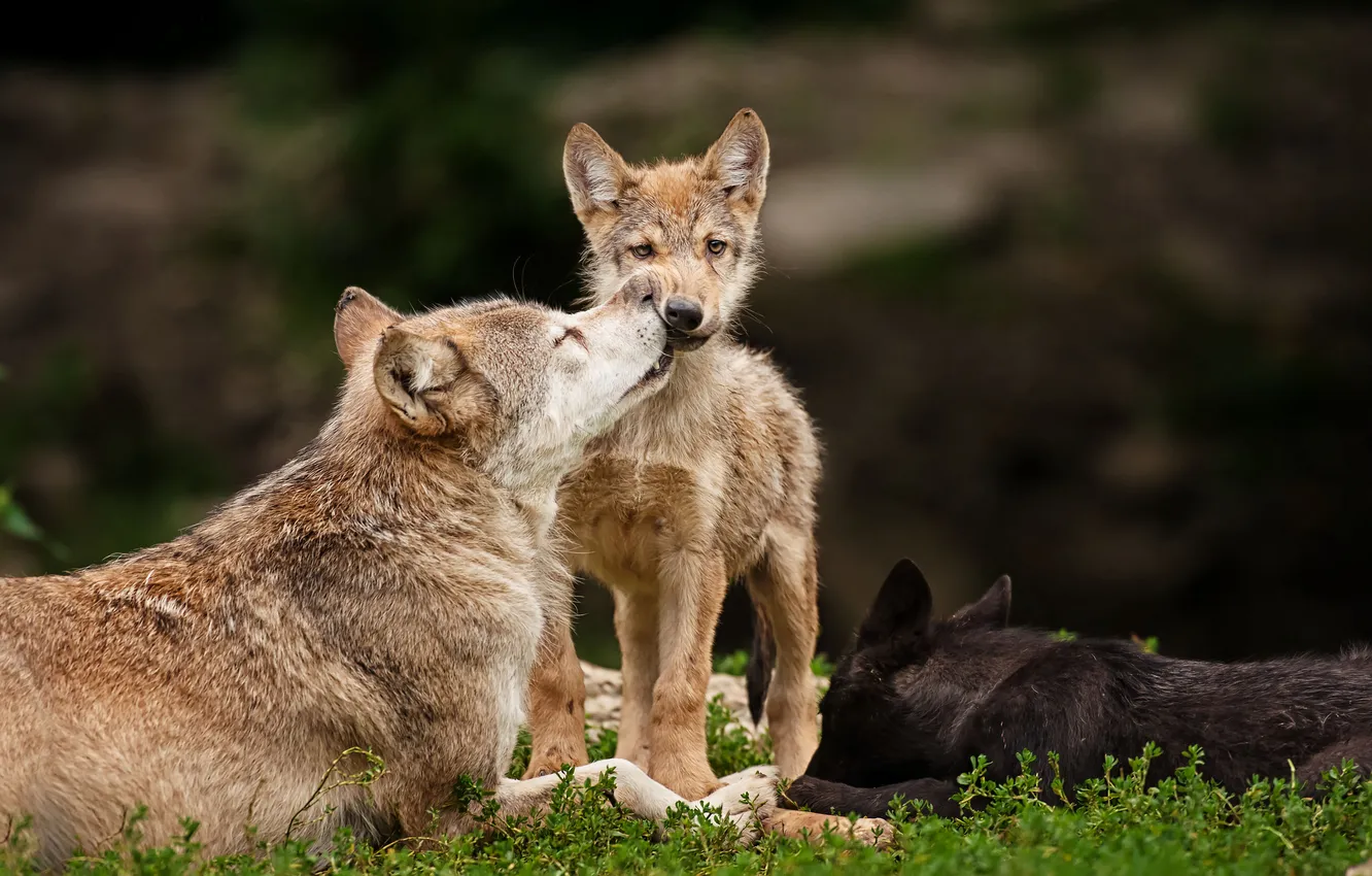 Photo wallpaper predators, wolves, the cub, family