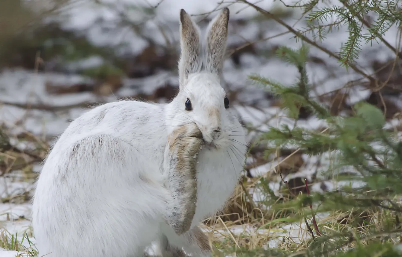 Photo wallpaper winter, white, look, snow, hare, ears, foot