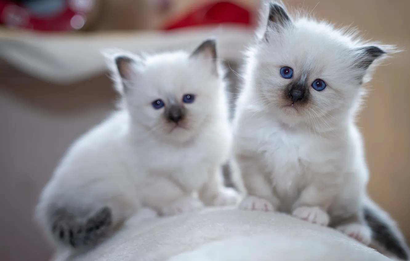 Photo wallpaper cat, look, pose, baby, white, kitty, face, a couple