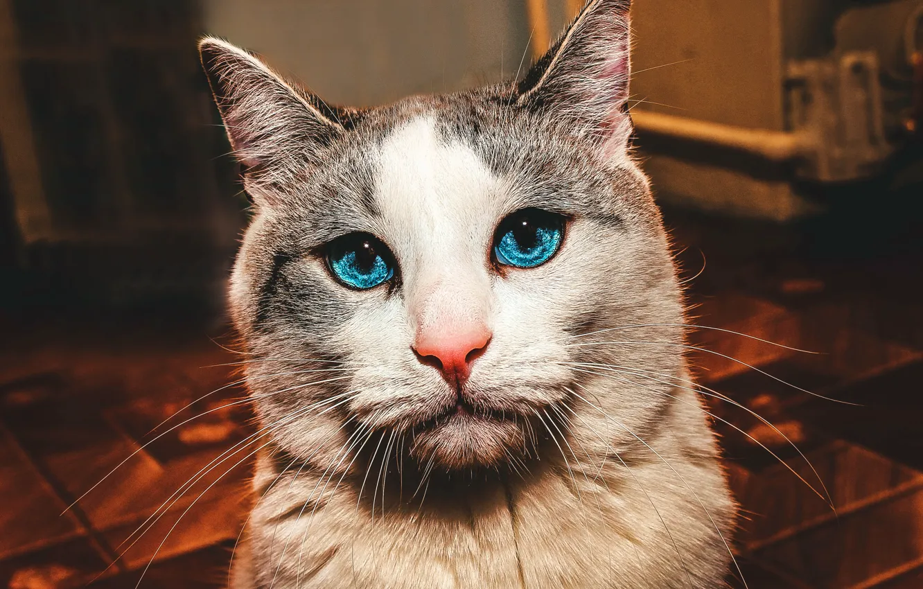 Photo wallpaper cat, Mustache, nose, Cat