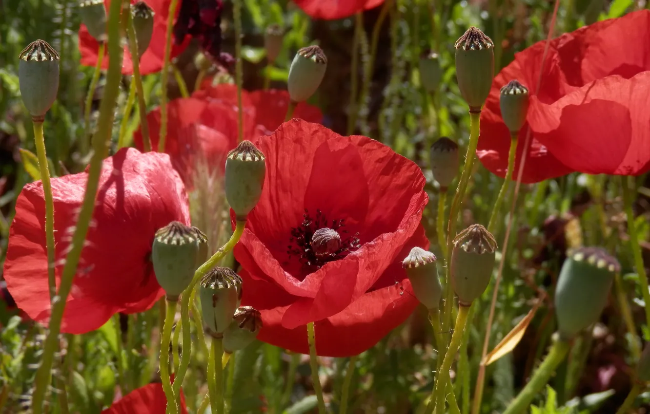 Photo wallpaper summer, the sun, macro, flowers, red, Maki, closeup