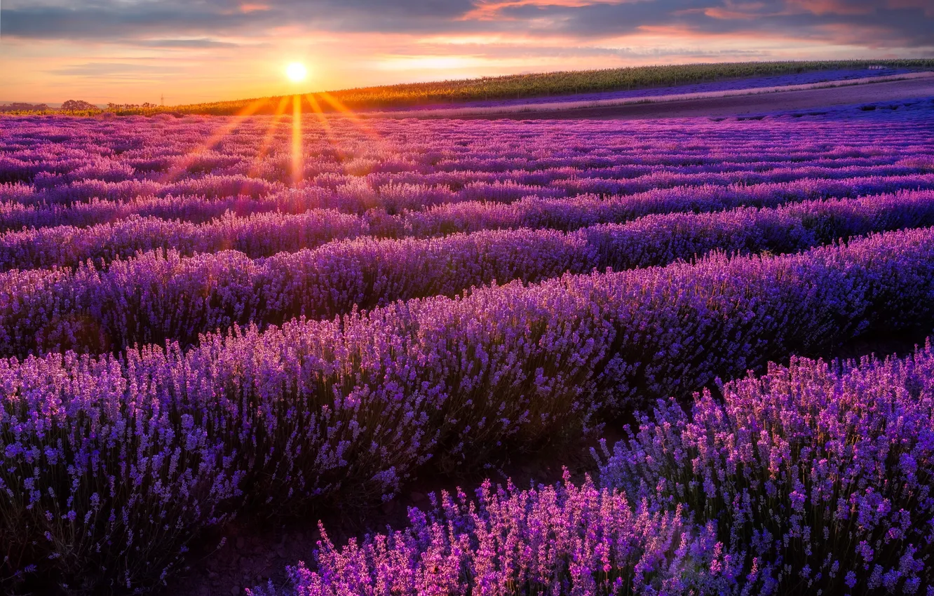 Photo wallpaper red, sunset, sun, violet, plantation