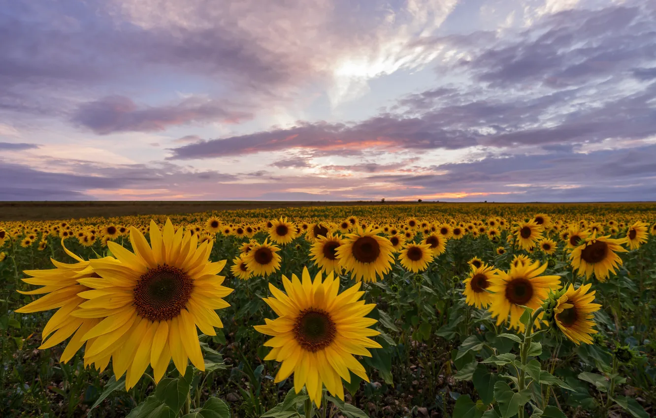 Photo wallpaper field, sunflowers, flowers