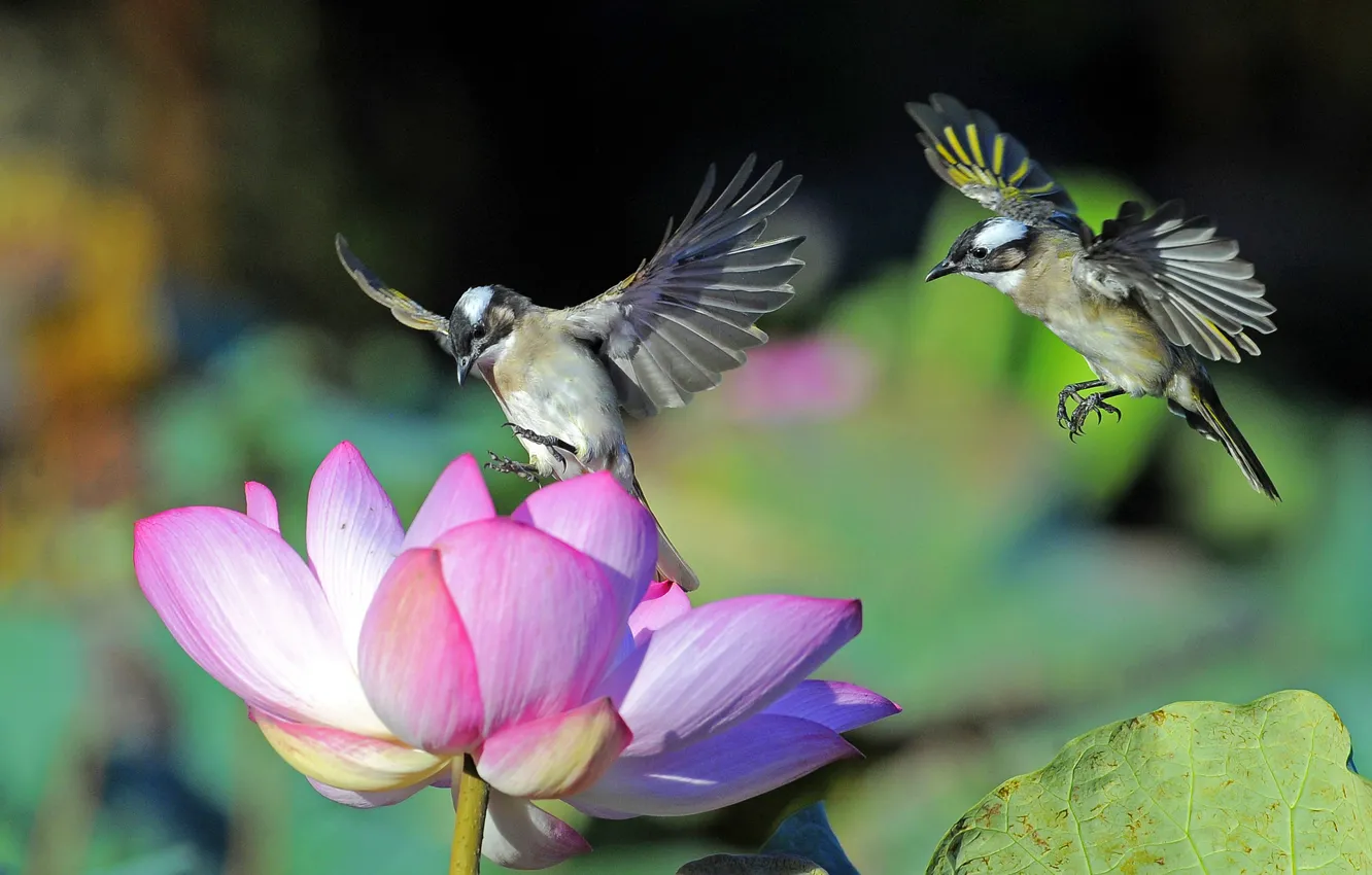 Photo wallpaper macro, flowers, bird, wings, petals, Lotus
