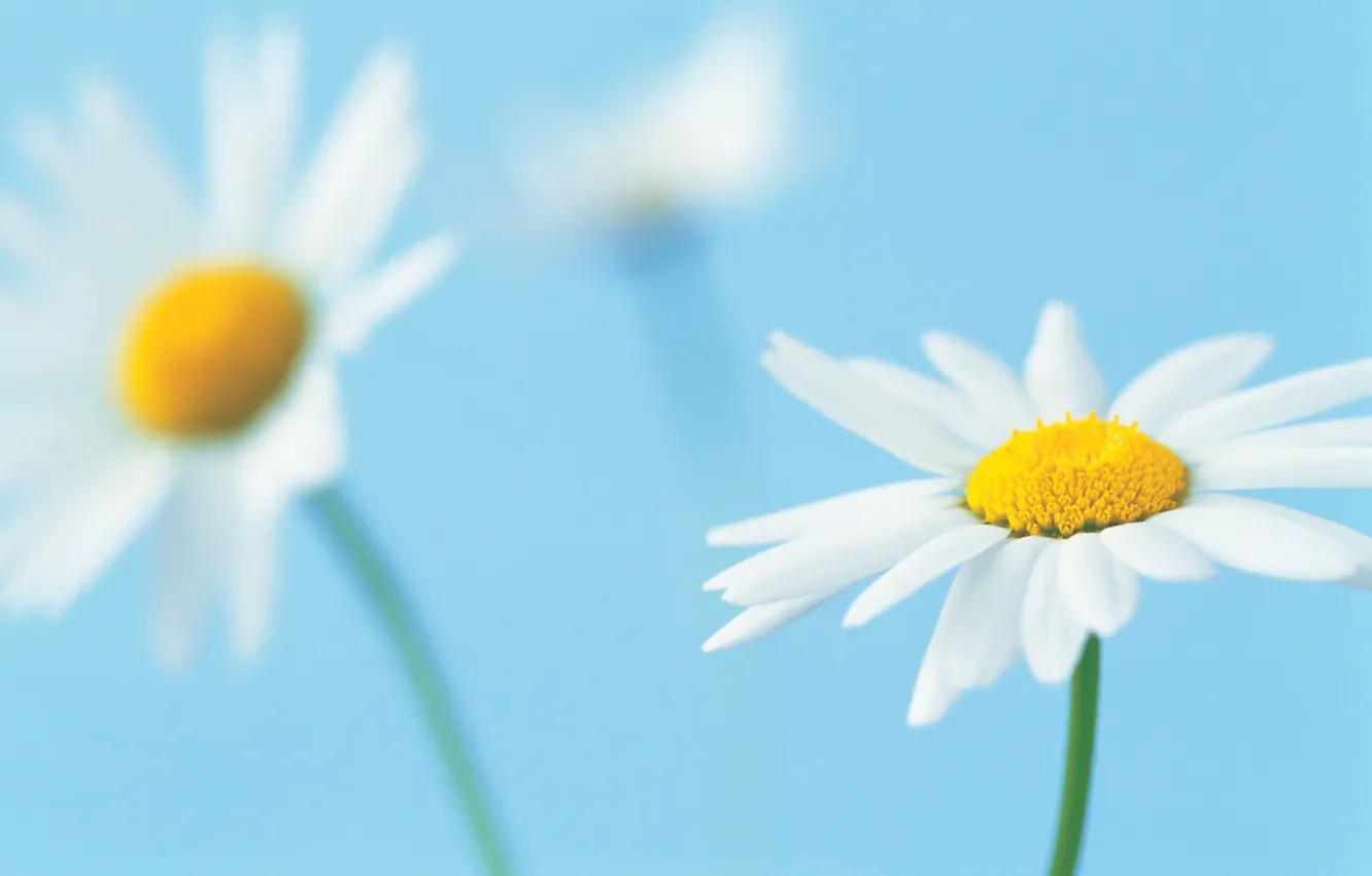 Photo wallpaper macro, flowers, background, blue, chamomile, petals, white