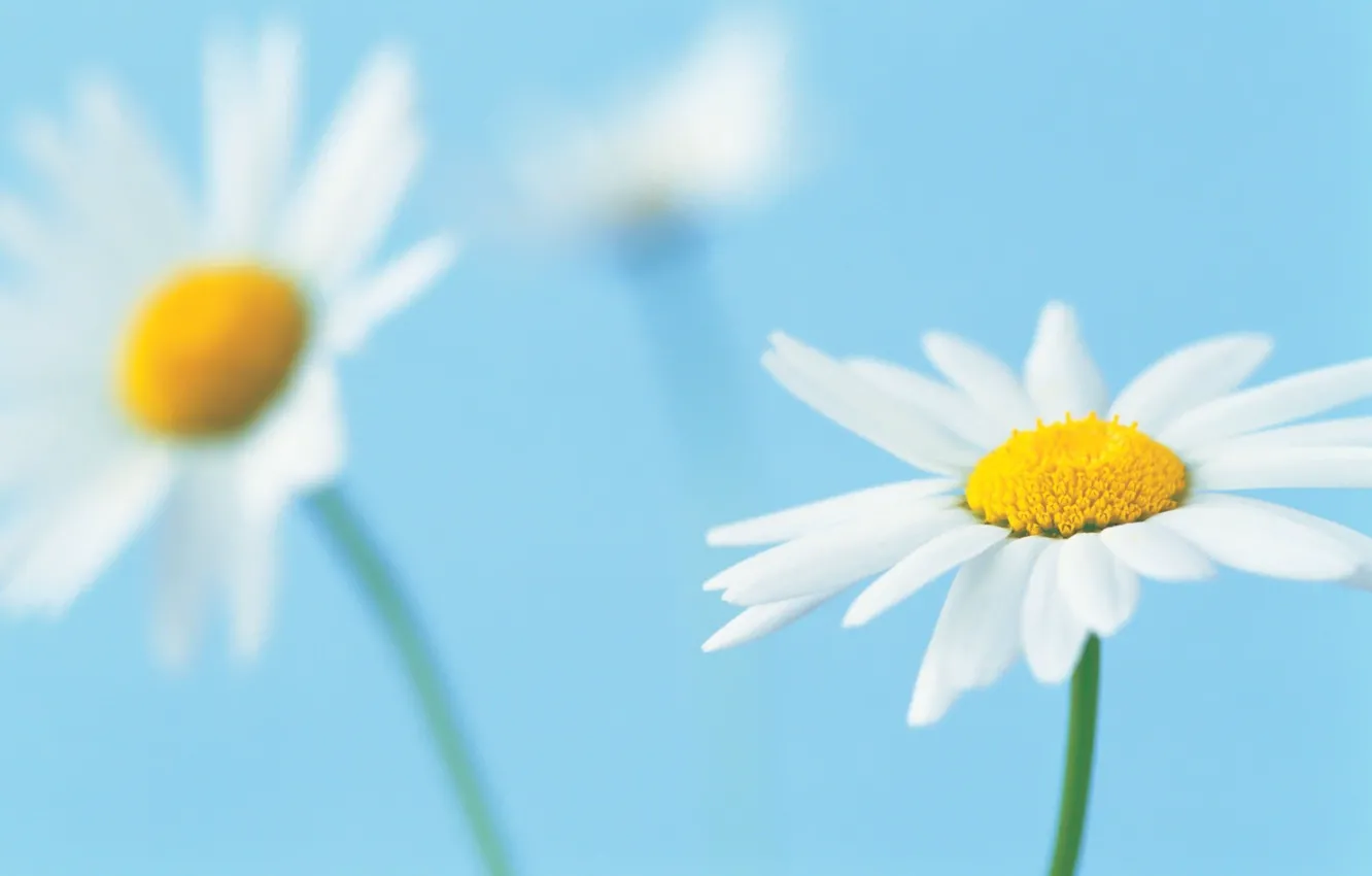 Photo wallpaper flower, macro, background, blue, petals, Daisy, white
