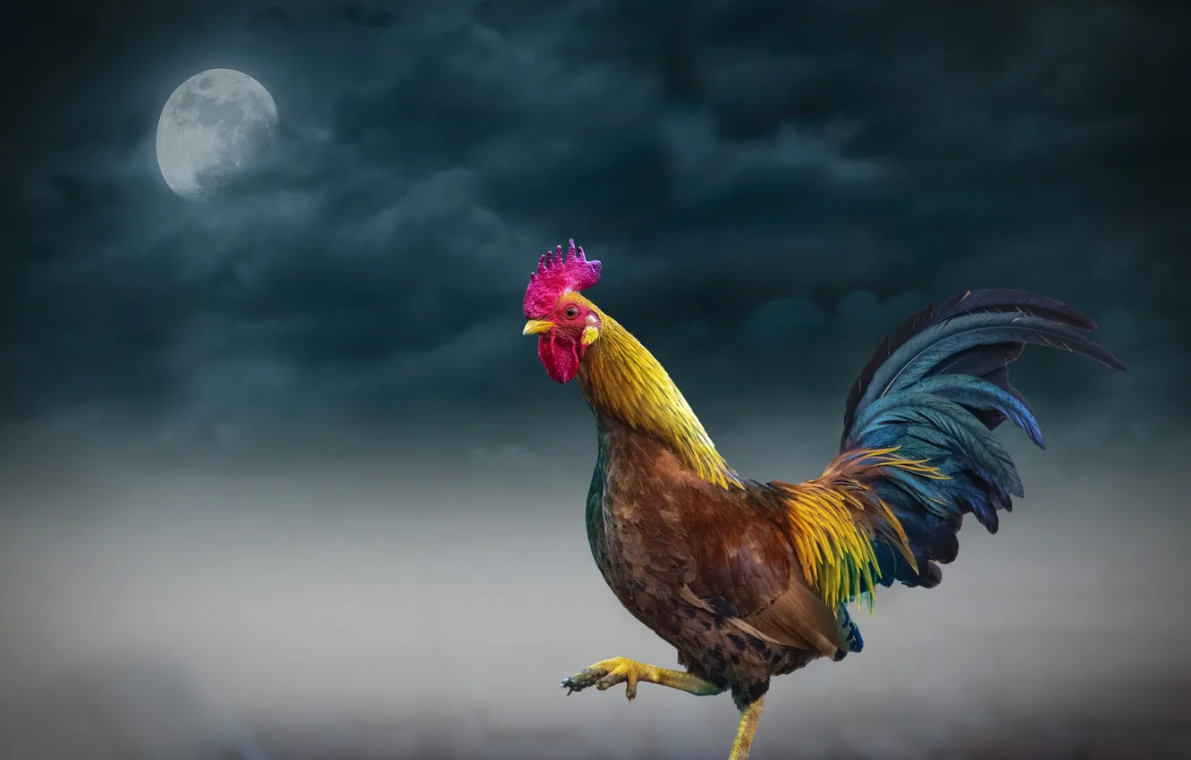 Photo wallpaper animal, farm, rooster