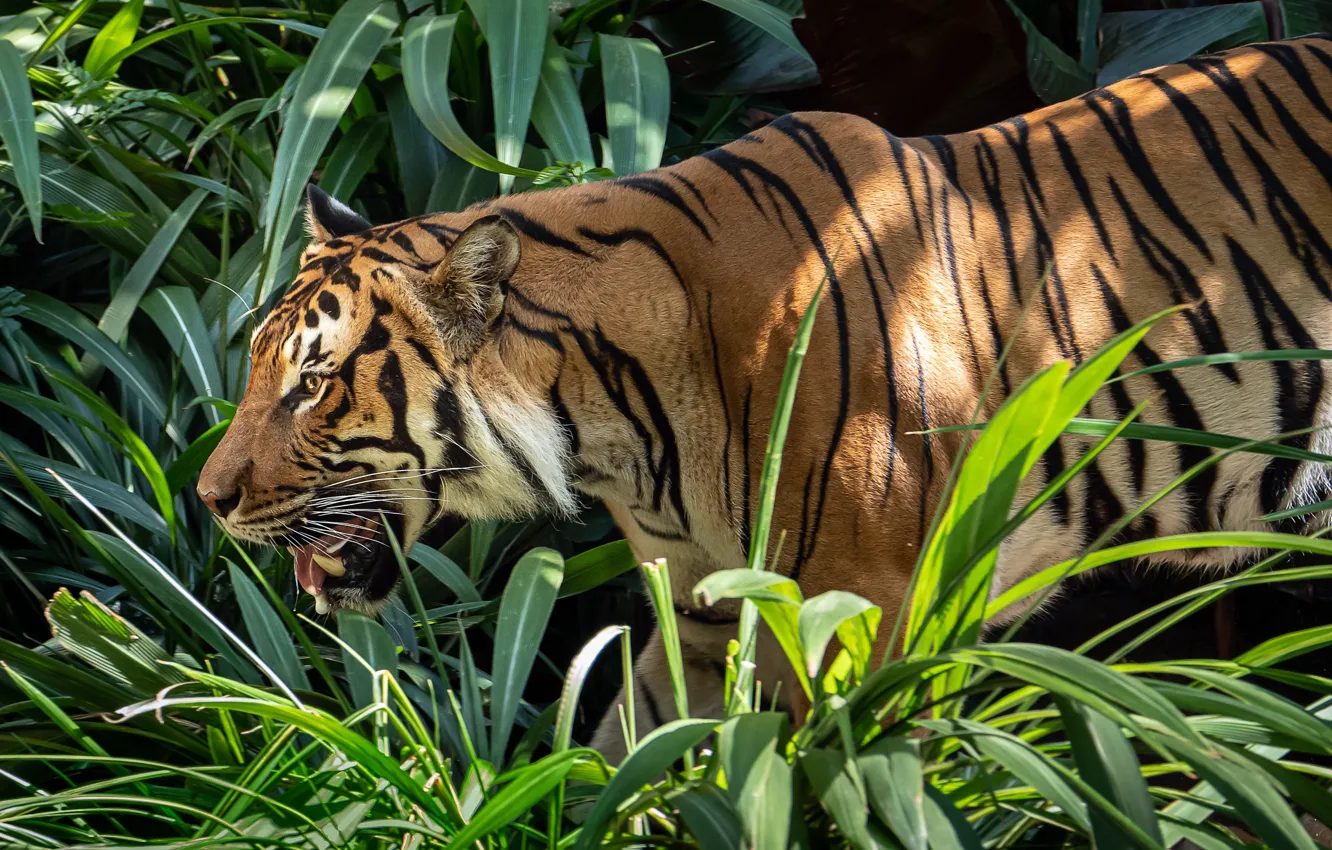 Photo wallpaper tiger, predator, roar