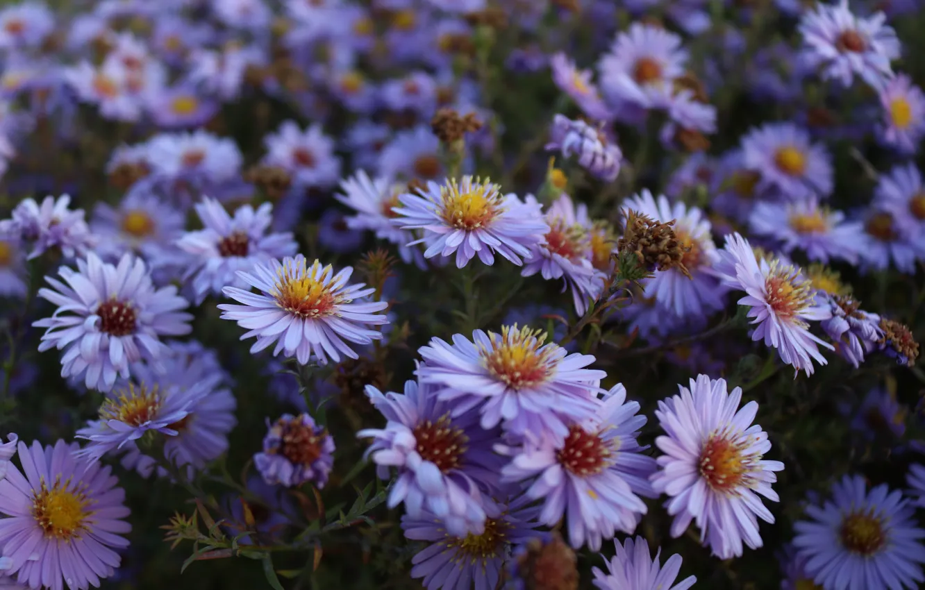 Photo wallpaper summer, flowers, chamomile