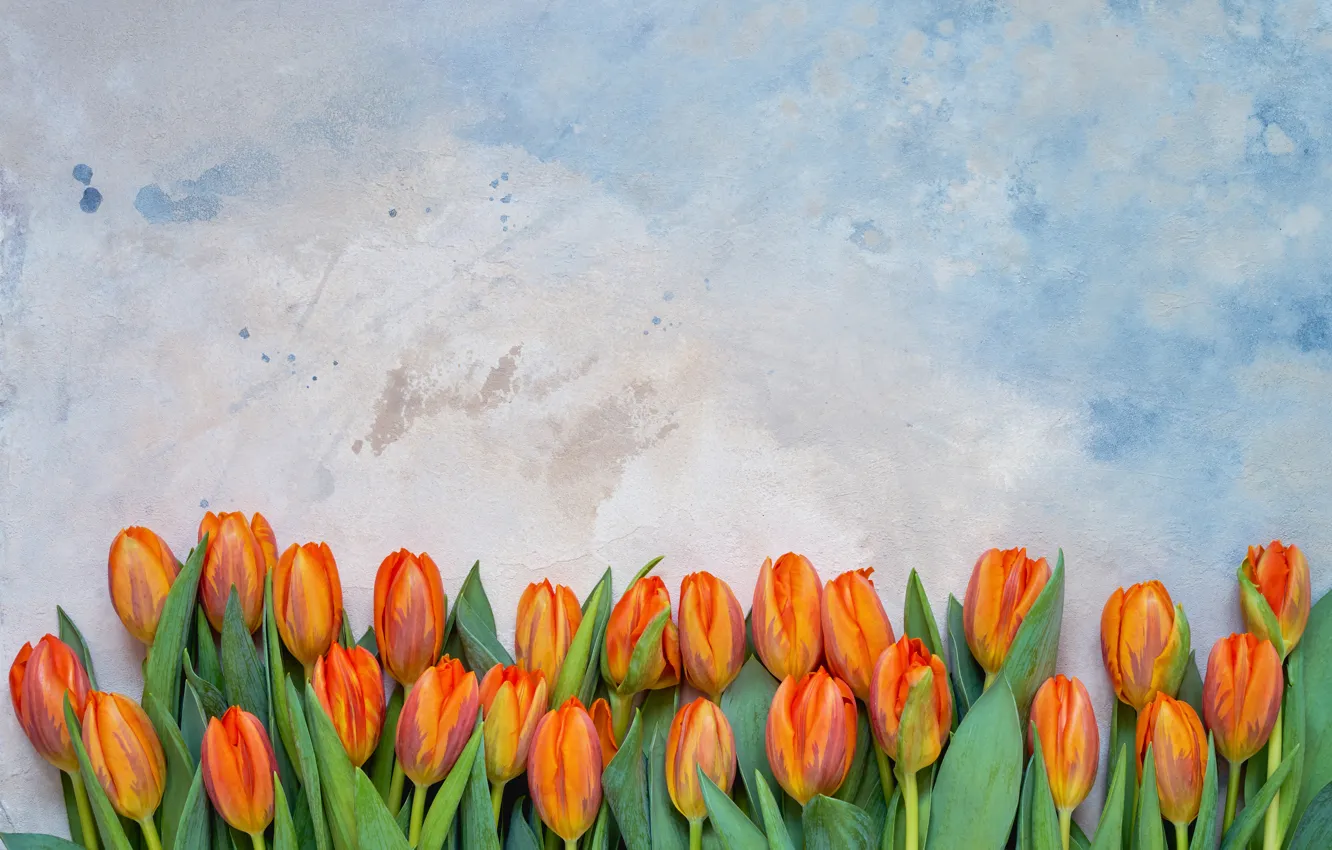 Photo wallpaper flowers, tulips, red, flowers, tulips