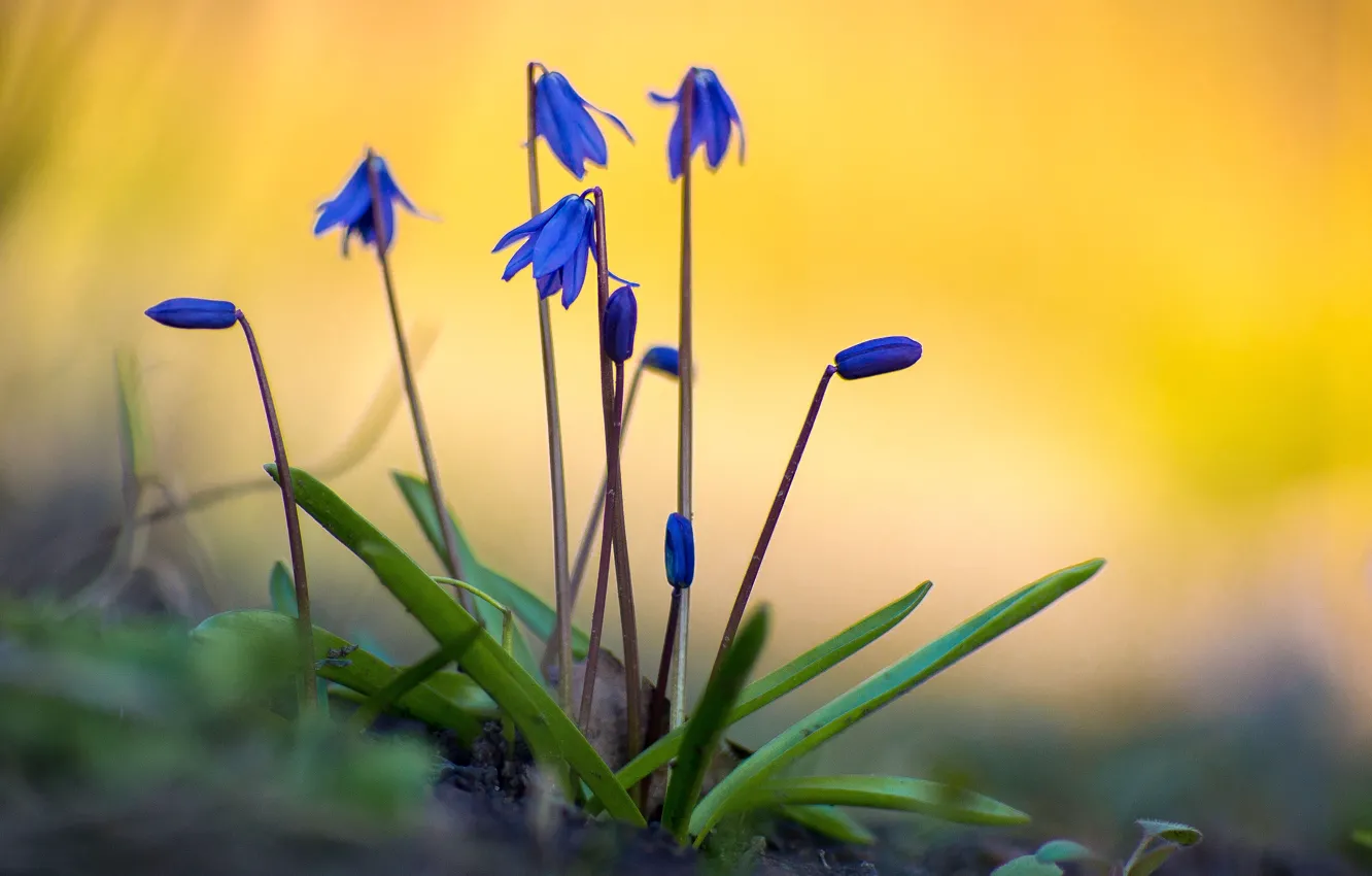 Photo wallpaper flowers, paint, spring