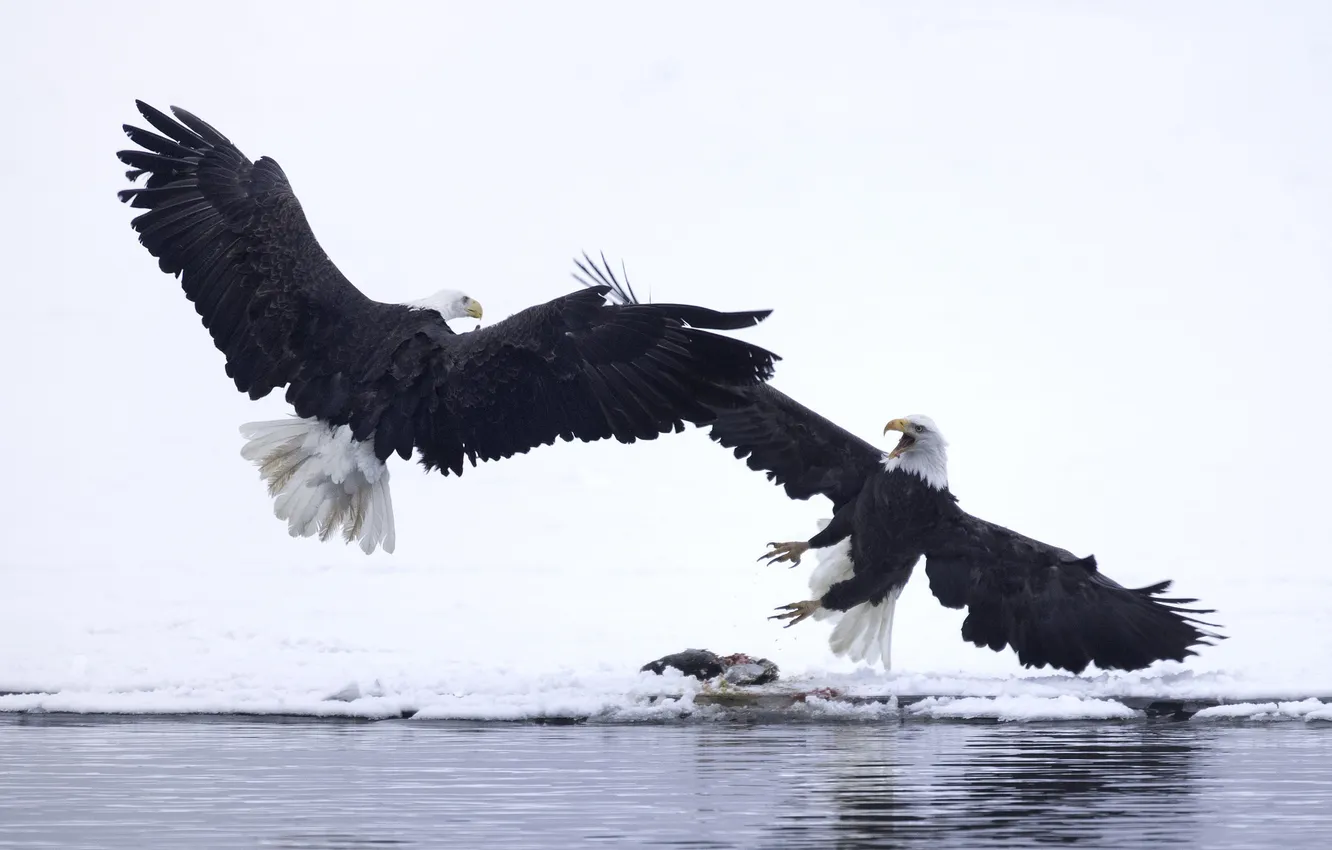 Photo wallpaper winter, water, snow, bird, wings, beak, bald eagle