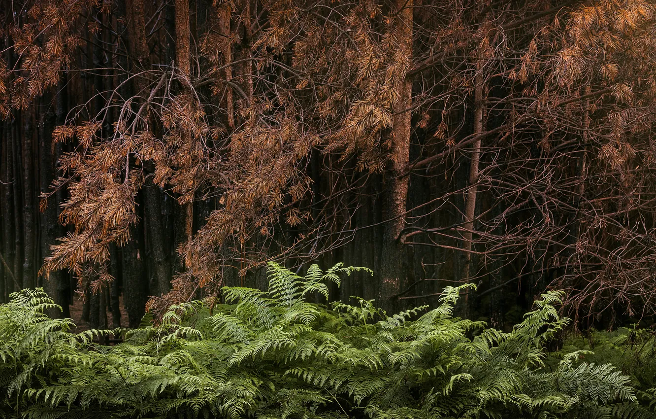 Photo wallpaper autumn, forest, nature