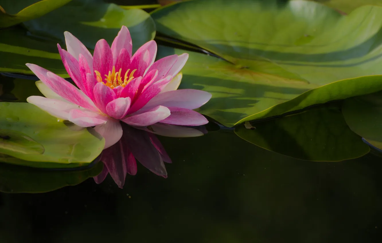 Photo wallpaper leaves, flowers, petals, Lotus, flowering