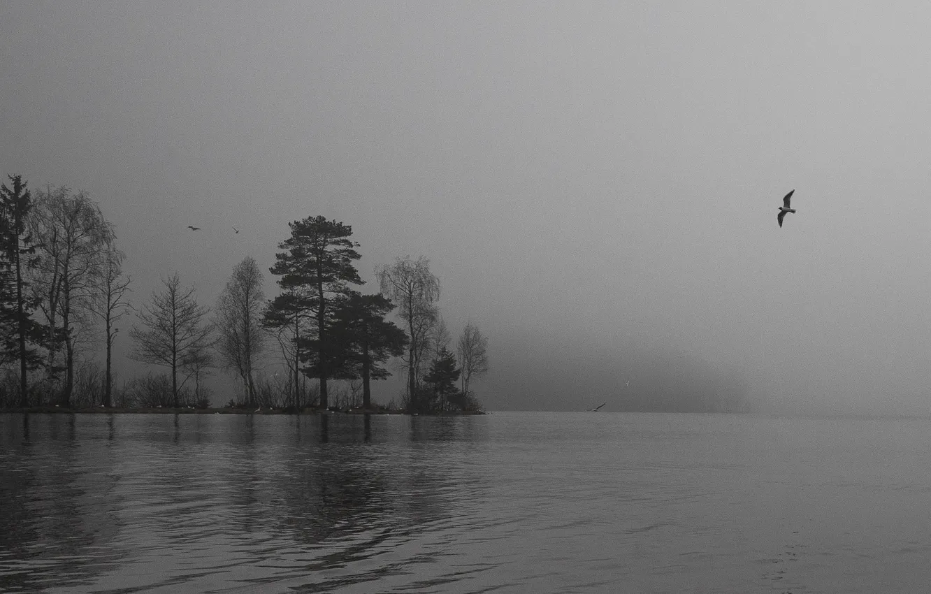 Photo wallpaper trees, flight, fog, lake, bird, island, rainy