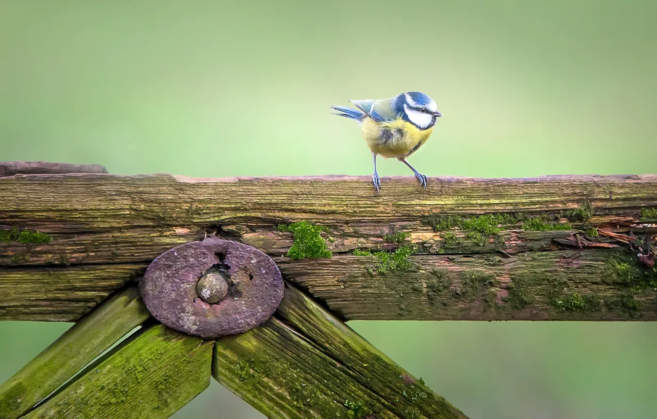 Photo wallpaper nature, bird, the fence