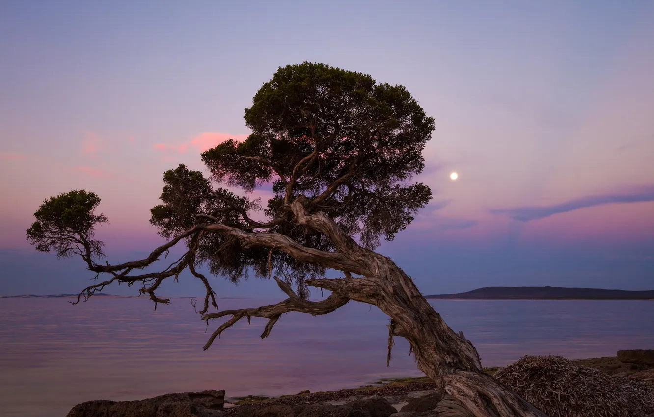 Photo wallpaper Moon, Coast, Backlight, Twisted Tree