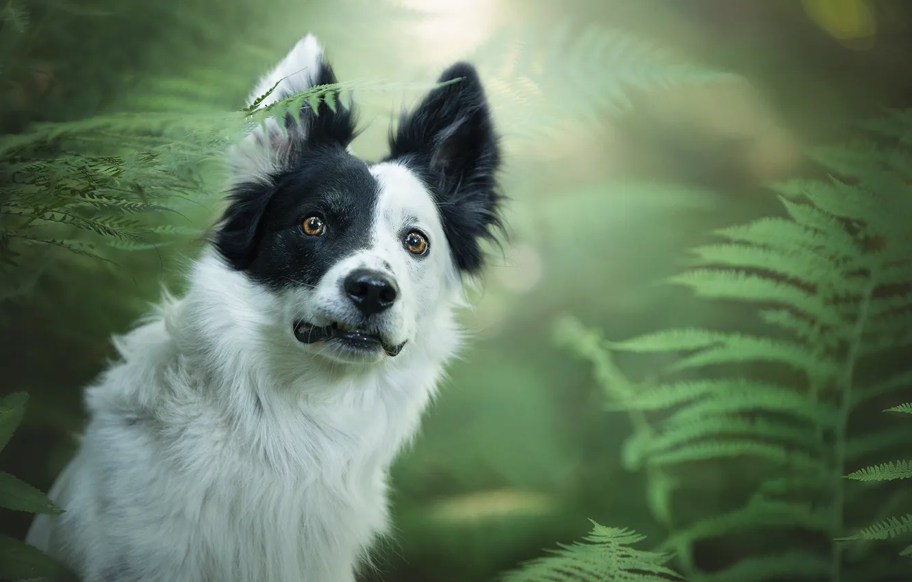 Photo wallpaper greens, look, face, dog, fern, the border collie