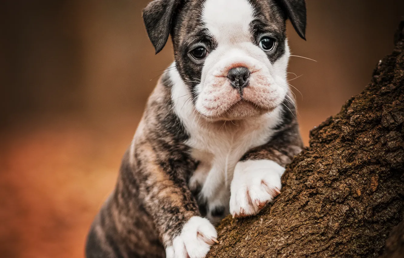 Photo wallpaper look, legs, dog, puppy, trunk, face, doggie, French bulldog