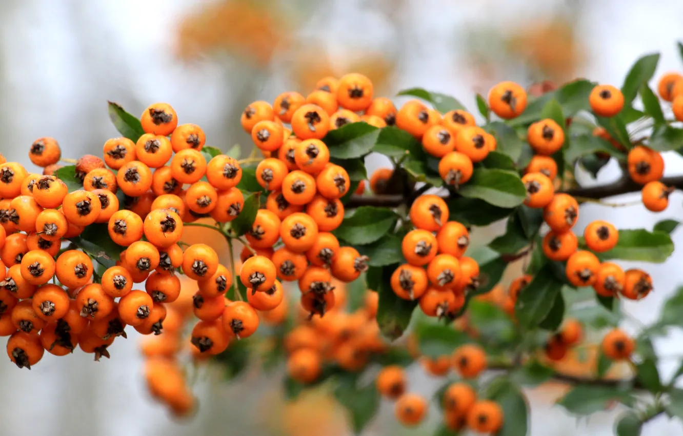 Photo wallpaper fruit, orange, twig