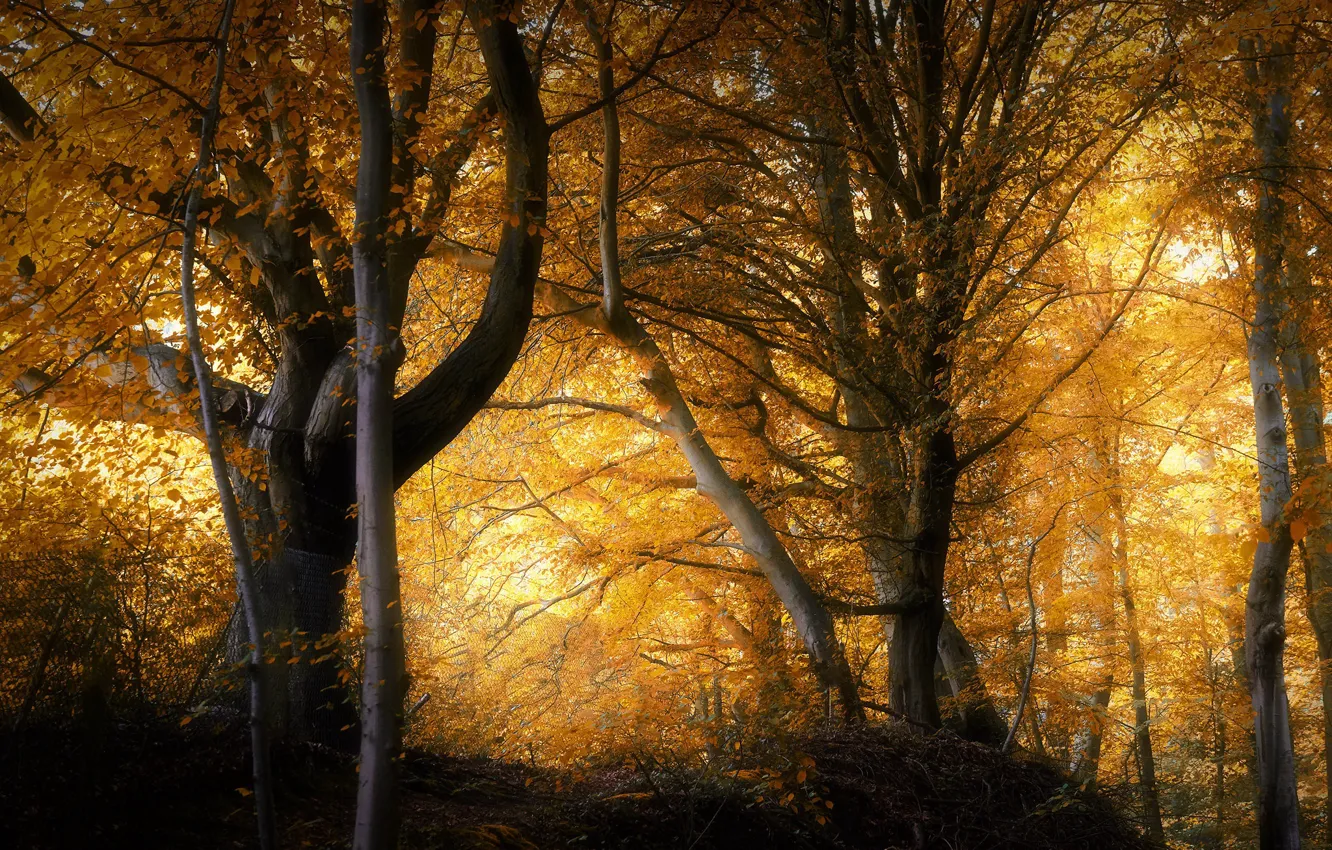Photo wallpaper autumn, forest, nature