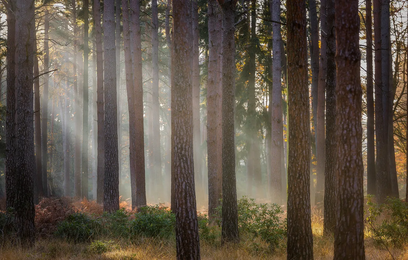 Photo wallpaper forest, grass, rays, light, fog, morning, trunk, pine