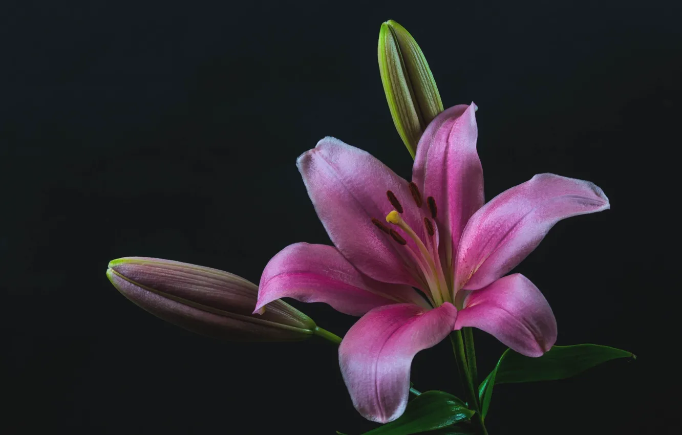 Photo wallpaper macro, Lily, pink, buds