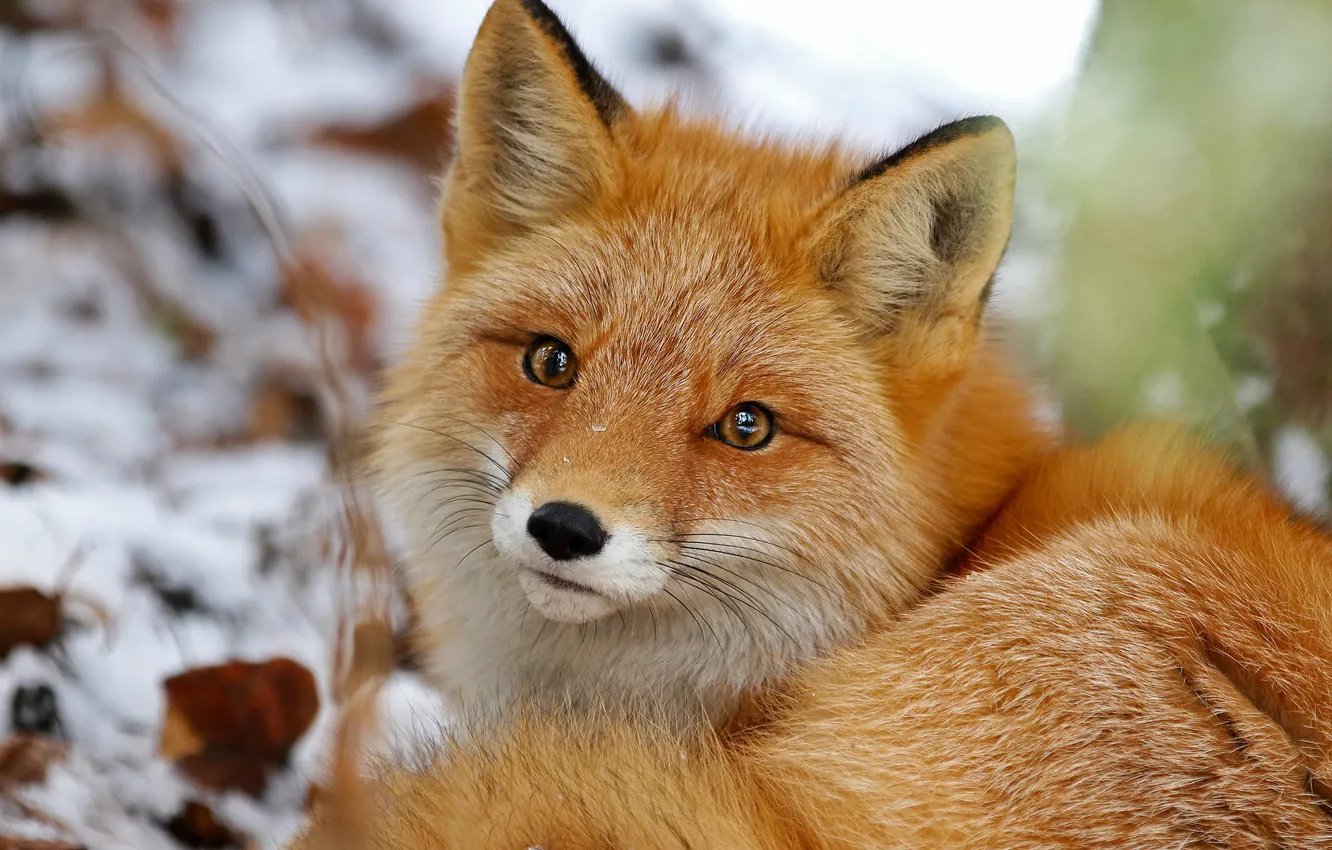 Photo wallpaper winter, look, snow, nature, portrait, Fox, tail, the snow