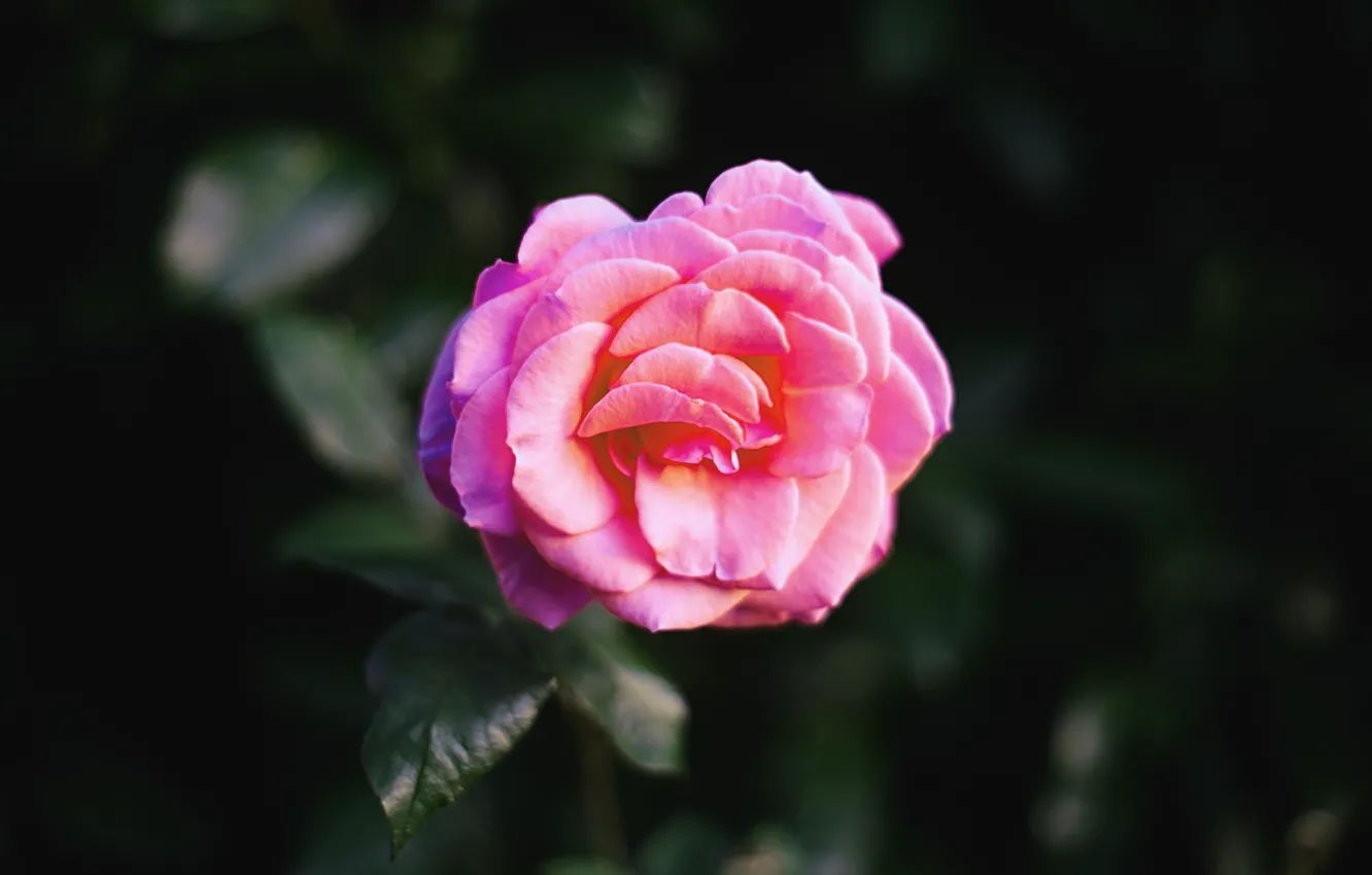Photo wallpaper Flower, Rose, Macro