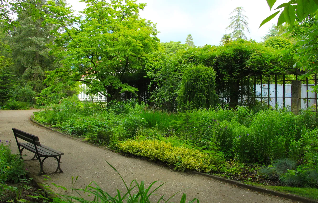 Photo wallpaper trees, park, bench, alley
