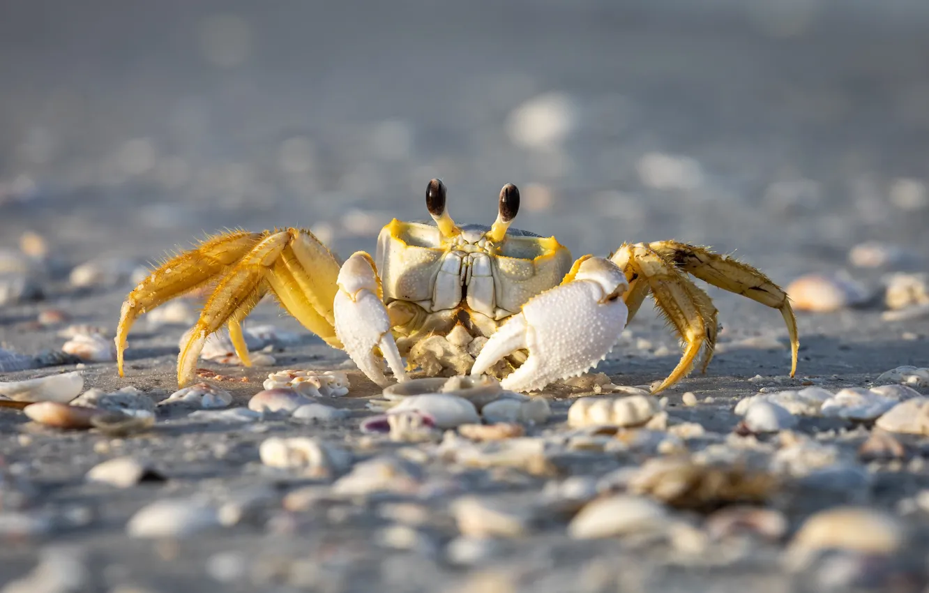 Photo wallpaper sand, shore, crab