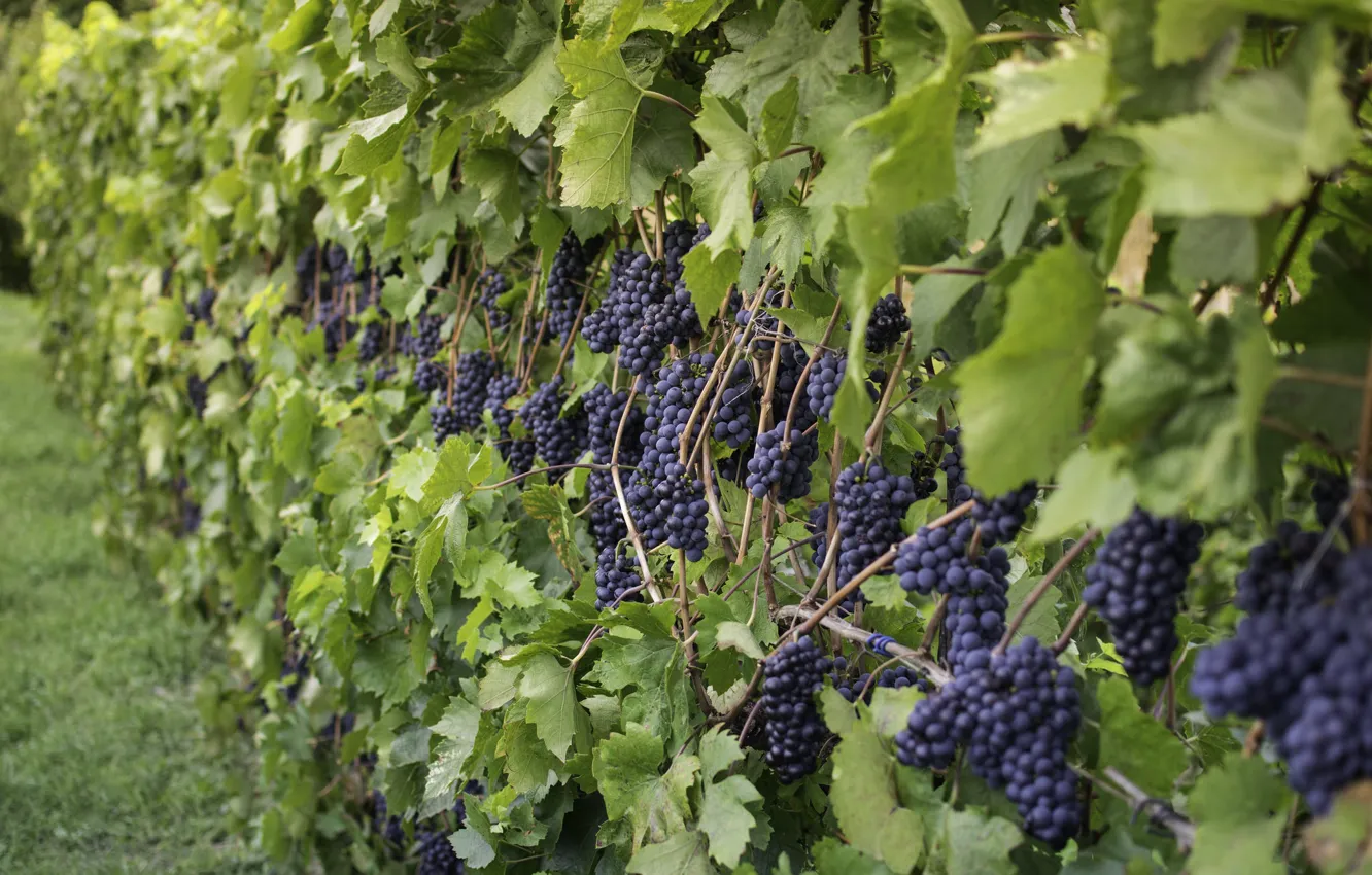 Photo wallpaper nature, grapes, the bushes, bunches