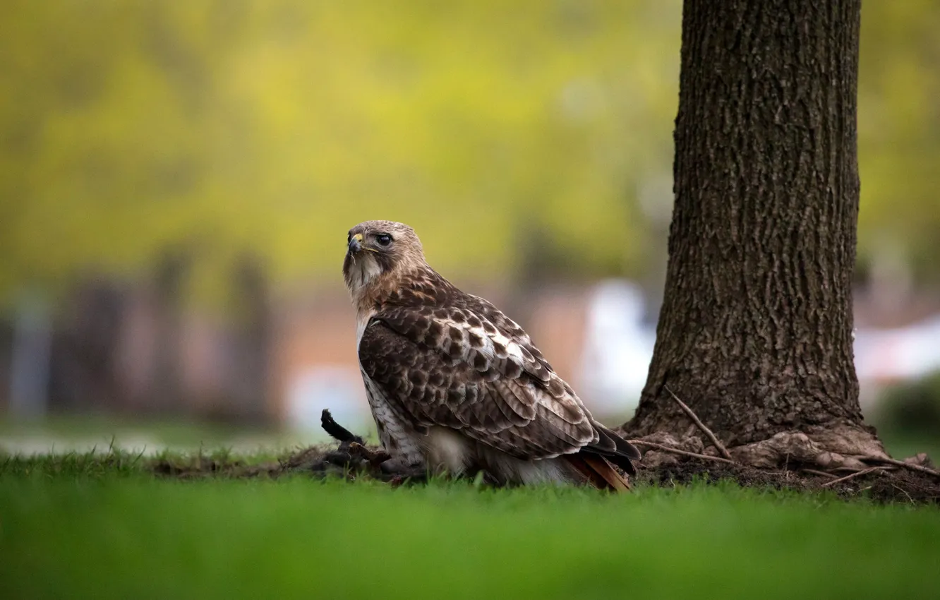 Photo wallpaper grass, trees, bird, glade, Falcon, bokeh, mining