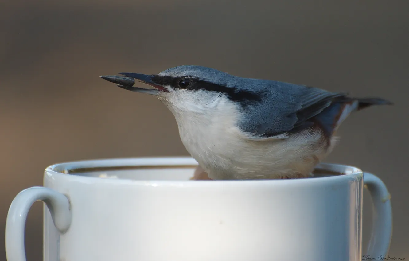 Photo wallpaper bird, nuthatch, photohunt