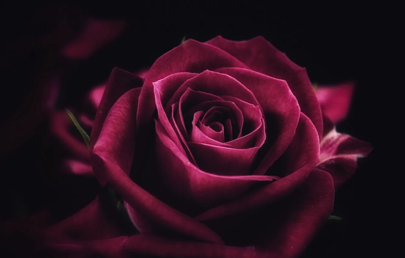 Photo wallpaper rose, flower, close-up, pink, macro, purple, petals