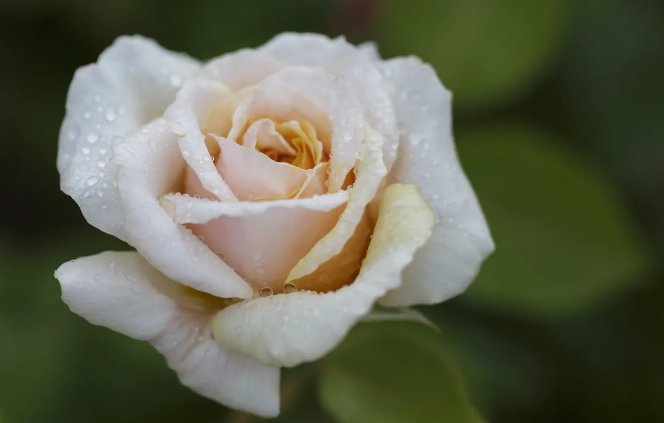 Photo wallpaper drops, macro, Rosa, roses, buds