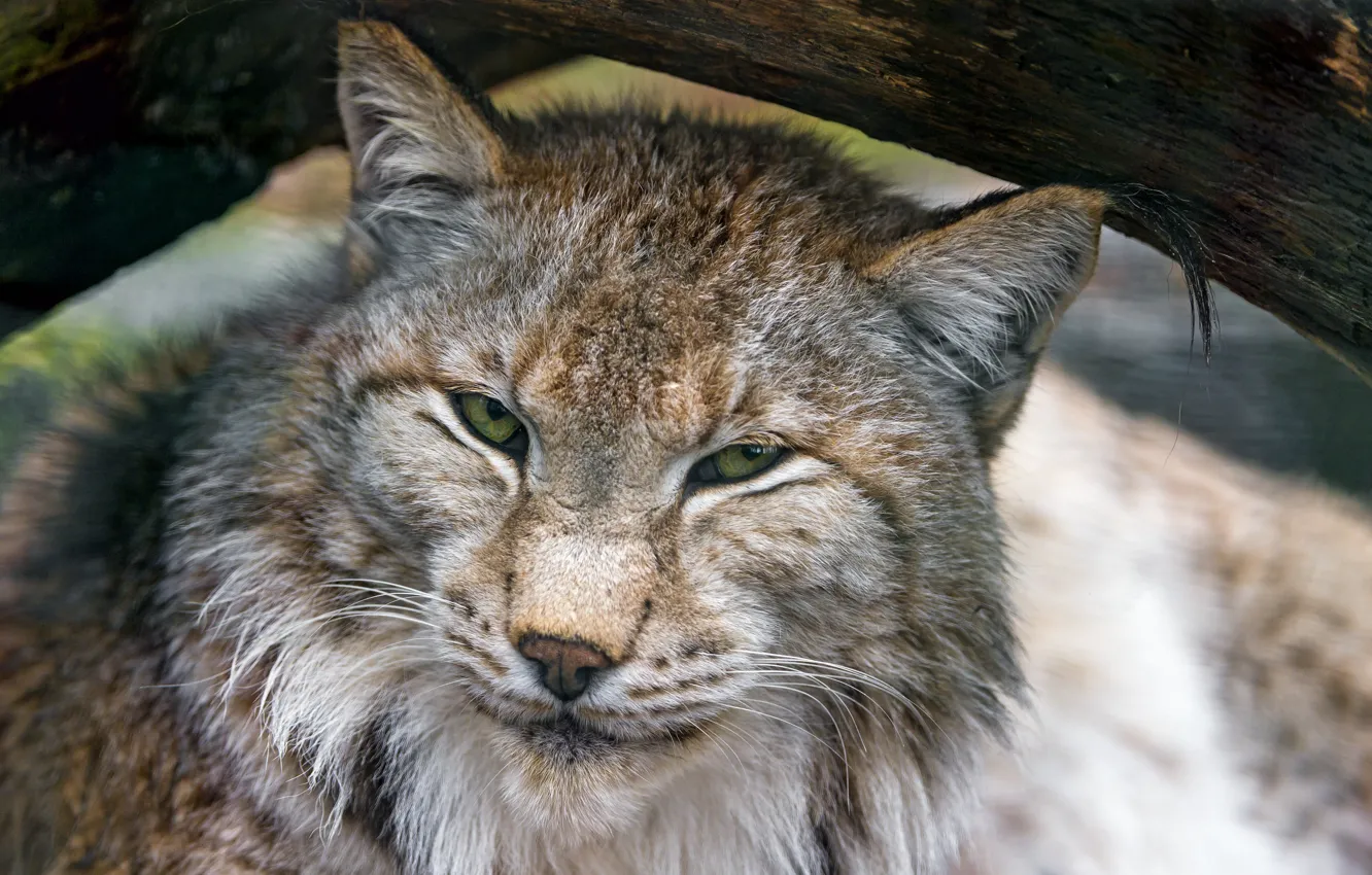 Photo wallpaper cat, look, face, lynx, ©Tambako The Jaguar