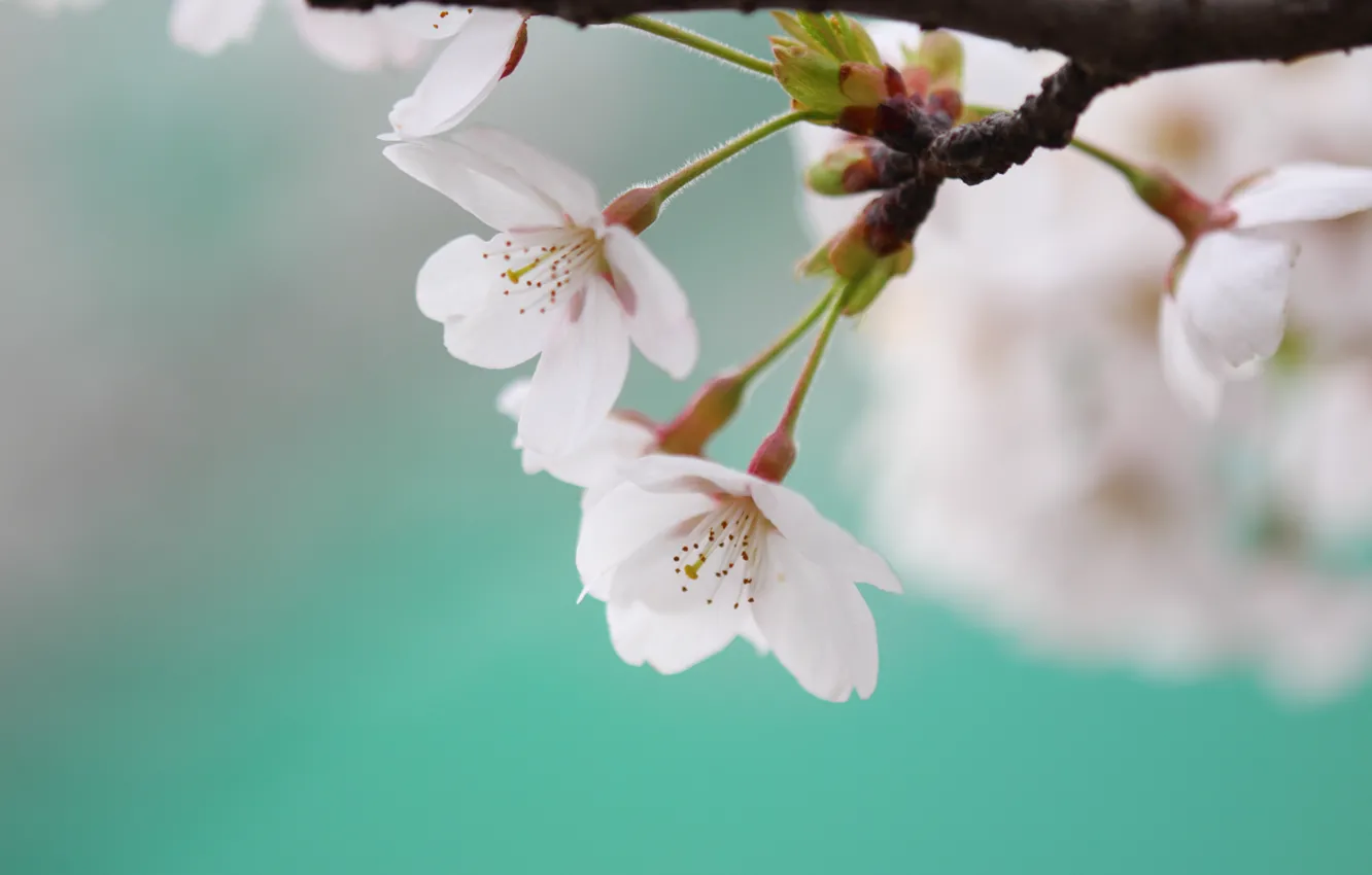 Photo wallpaper macro, flowers, cherry, sprig, blue, color, branch, spring
