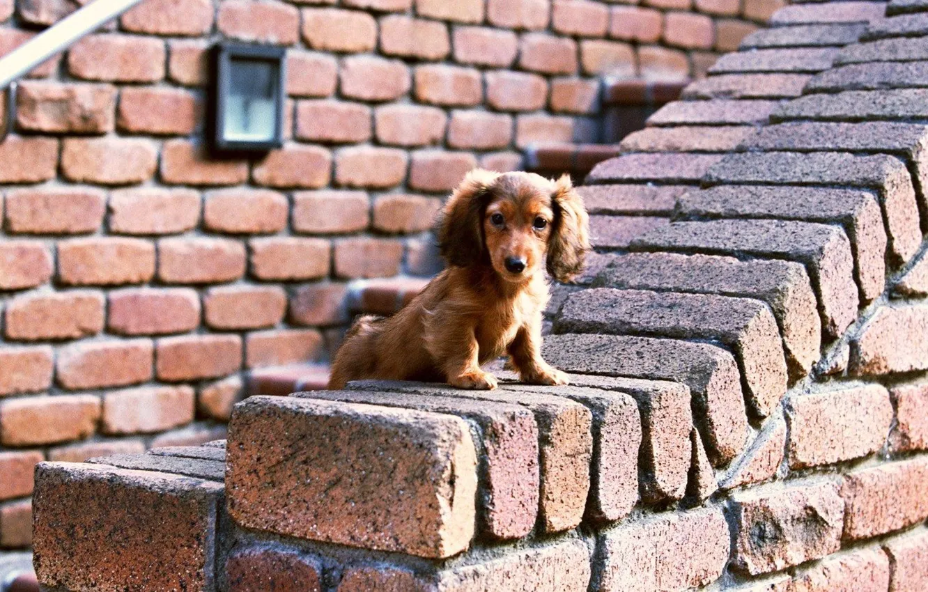 Photo wallpaper Dog, Look, Wall, Bricks