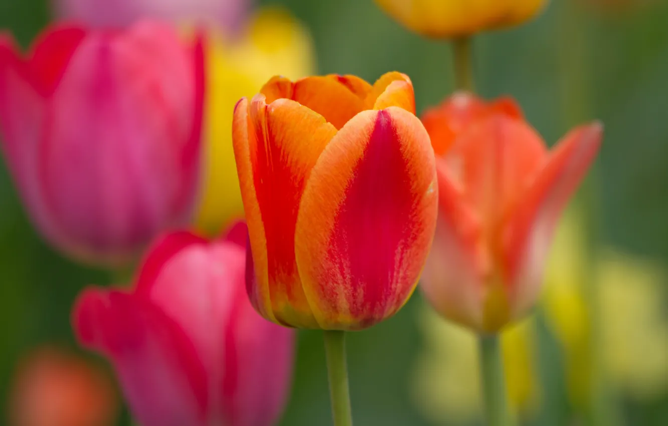 Photo wallpaper macro, tulips, buds, bokeh