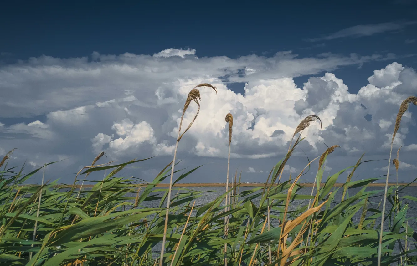 Photo wallpaper the sky, clouds, lake, cane, the wind, Common reed