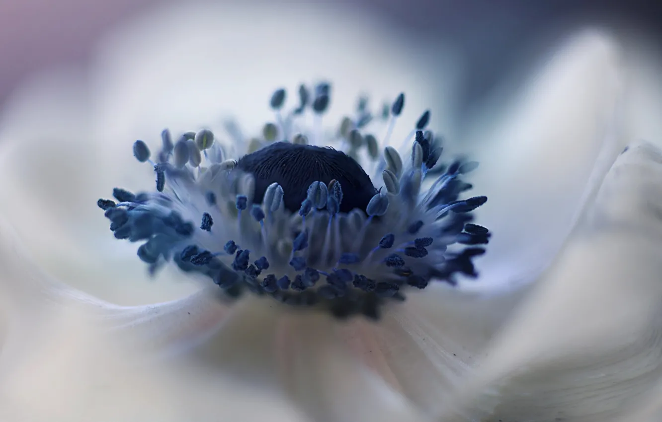 Photo wallpaper flower, macro, middle