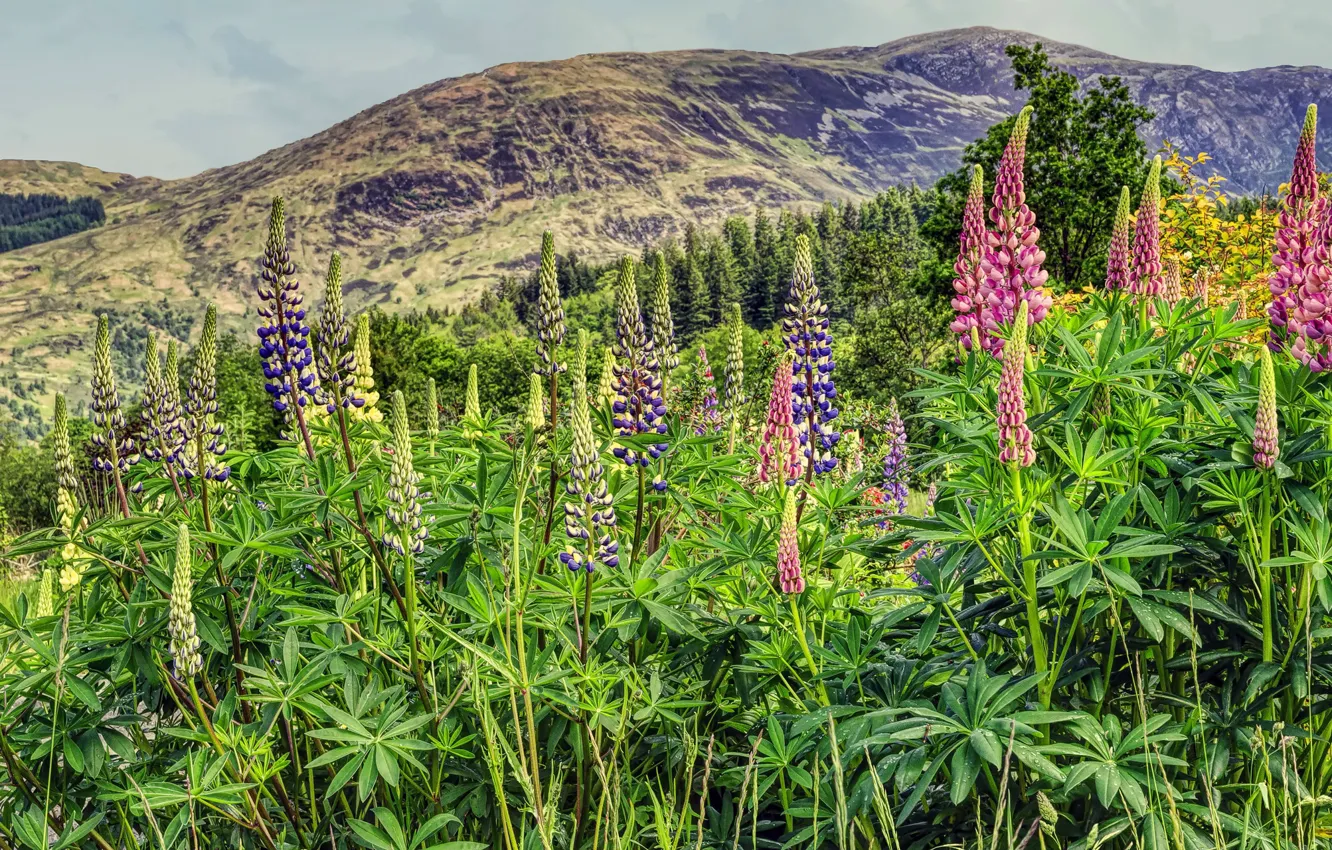 Photo wallpaper greens, summer, leaves, flowers, mountains, thickets, hills, slope
