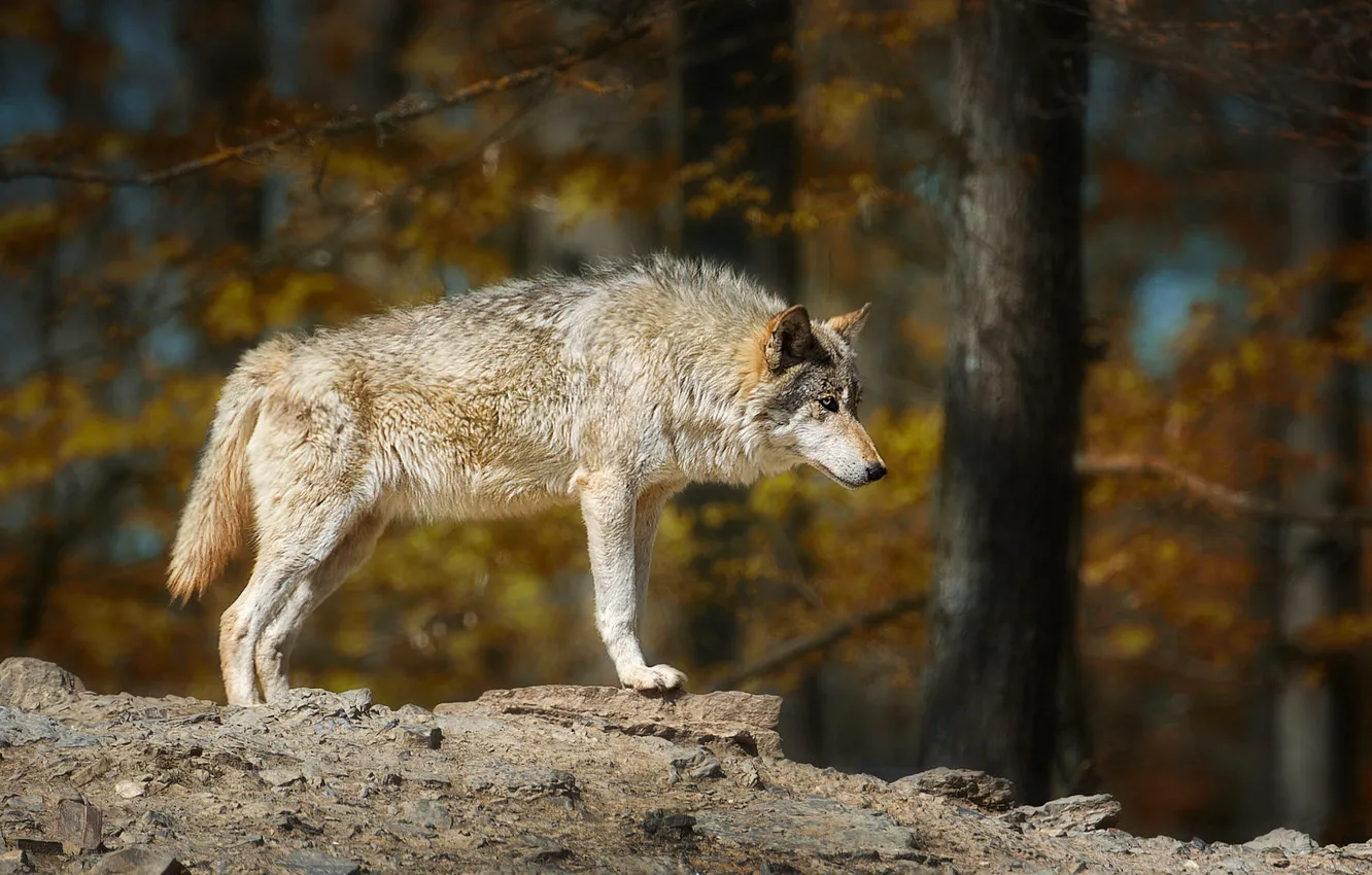 Photo wallpaper autumn, forest, look, trees, branches, stones, grey, wolf