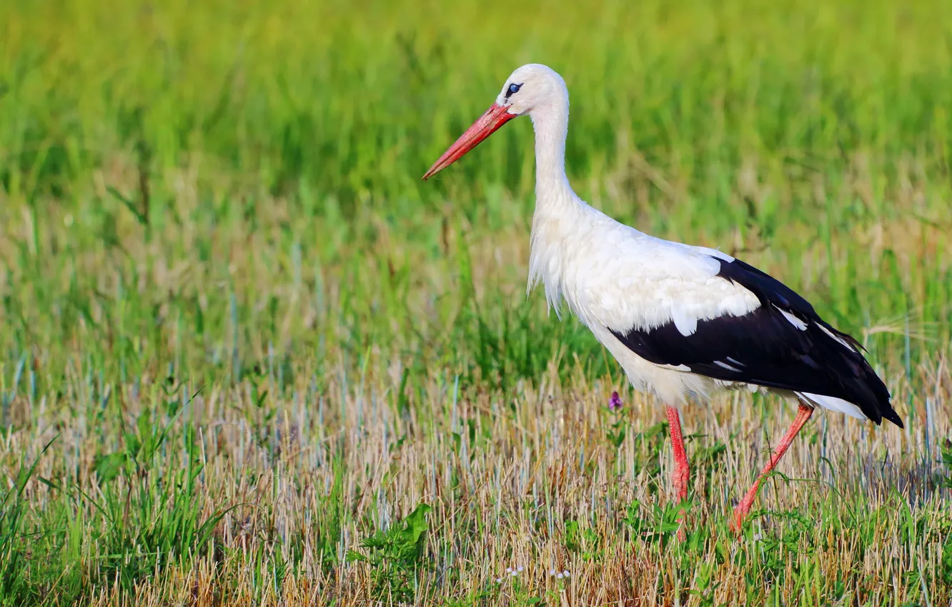 Photo wallpaper nature, bird, stork