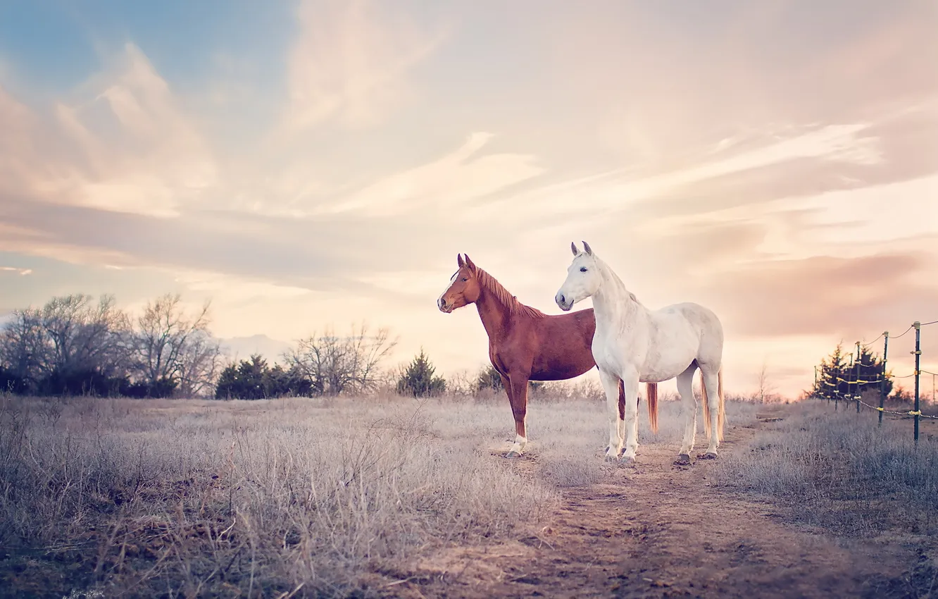 Photo wallpaper nature, background, horse