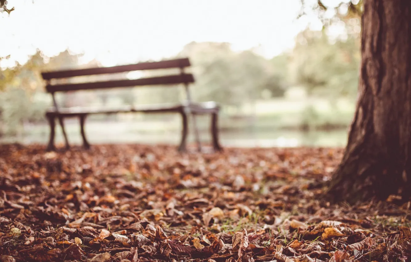 Photo wallpaper autumn, leaves, trees, bench, bench