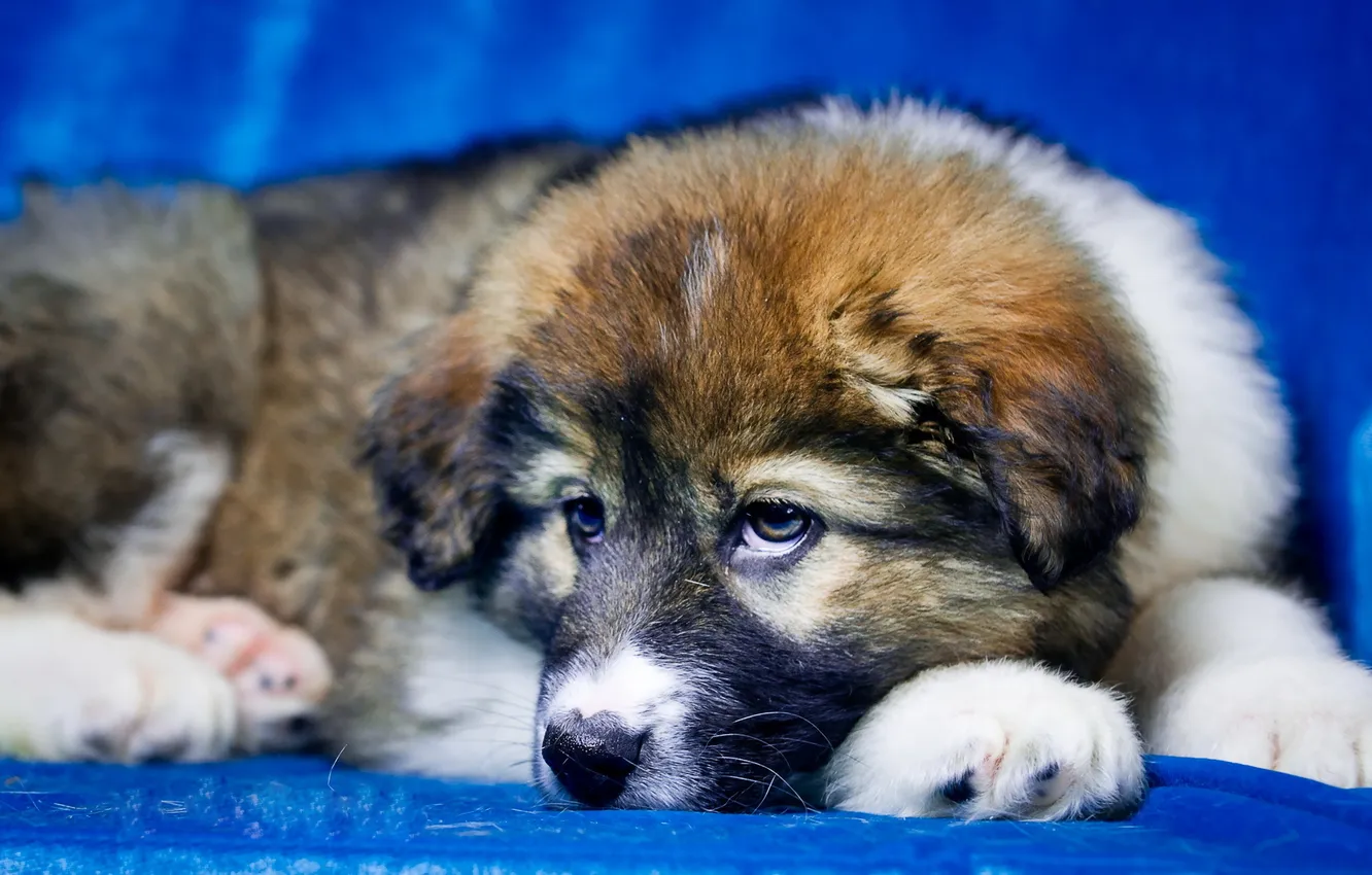 Photo wallpaper look, each, dog